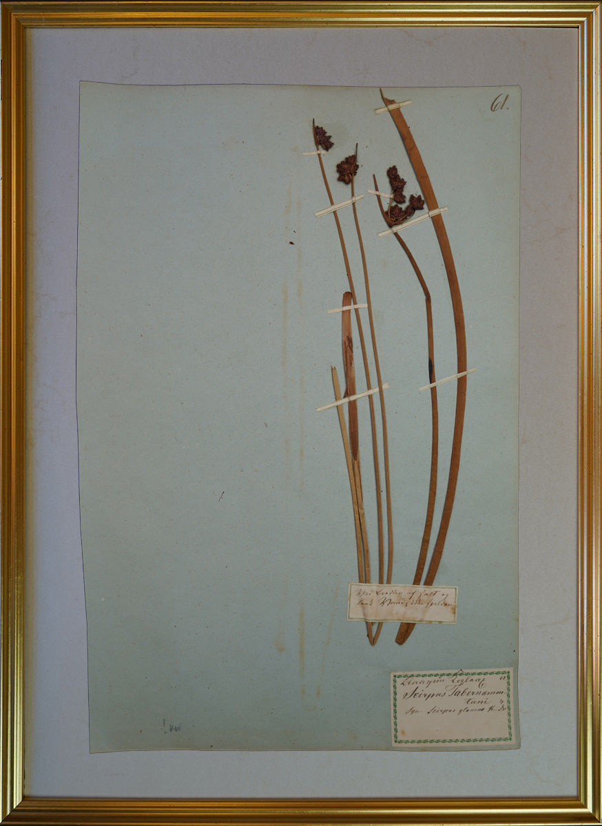 Schoenoplectus tabernaemontani