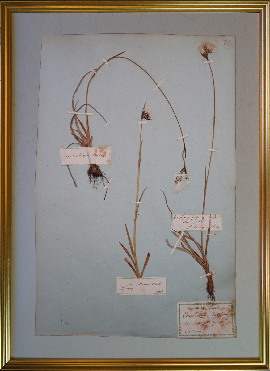 Eriophorum latifolium