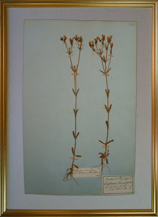 Erythraea linearifolia