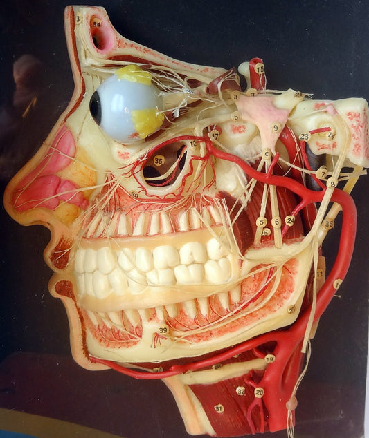 Anatomisk voksbehandling af det menneskelige ansigt, i tværsnit. Viser nerver, blodkar, muskler med hud, knogler, tænder og øjne. Voksmodellen er i en sæt æske med træophæng, malet og beklædt med sort kanvas.