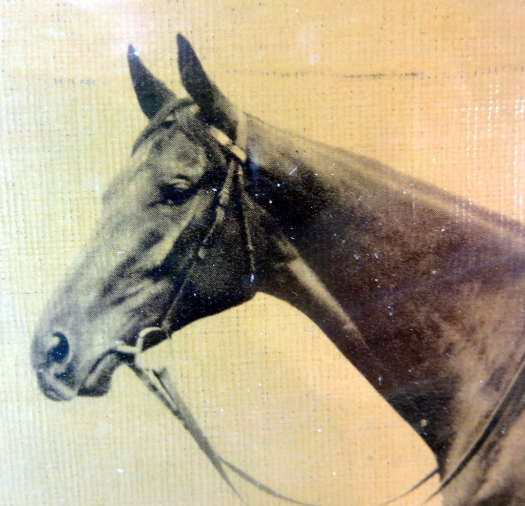 Heste portræt
